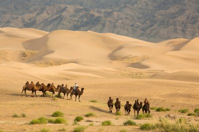 Caravan of Bactrian camels in the South Gobi Desert, Mongolia by Ira Block