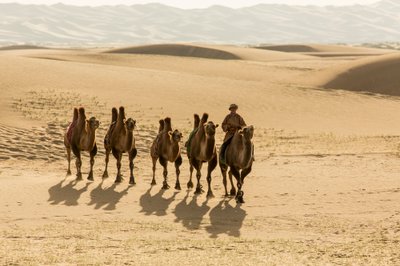Caravan of Bactrian camels in the South Gobi Desert, Mongolia by Ira Block