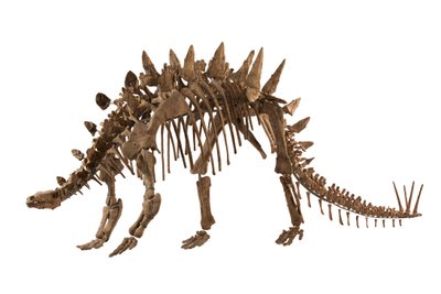 Chongqing, China at the Chongqing Natural History Museum, Tuojiangosaurus, found in 1974 in Sichuan Province near the town of Zigong. About 70 percent of it is real. by Ira Block