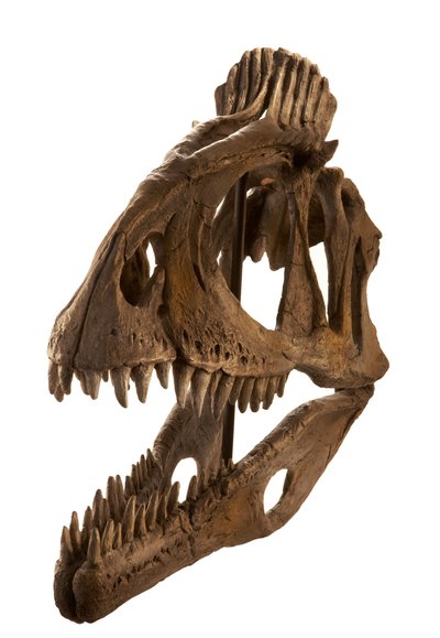 Cryolophosaurus cast at Augustana College, Rock Island, Illinois. by Ira Block