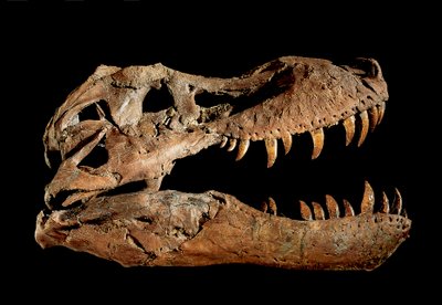 Fossil skull of Tyrannosaurus Rex "Sue" by Ira Block