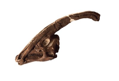 Parasaurolophus, an Original Skull and Crest at the Royal Ontario Museum by Ira Block