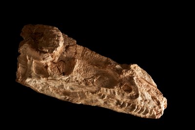 Sub-adult Guanlong Wacali skull at the IVPP in Beijing, China by Ira Block