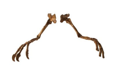 The Mongolian Dinosaur Deinocheirus, with Its Giant Arms and Claws by Ira Block