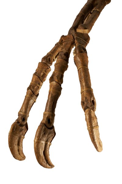 The Mongolian dinosaur Deinocheirus, with its giant arms and claws. by Ira Block
