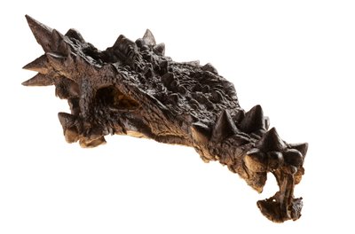 The Skull of the Dracorex at The Children