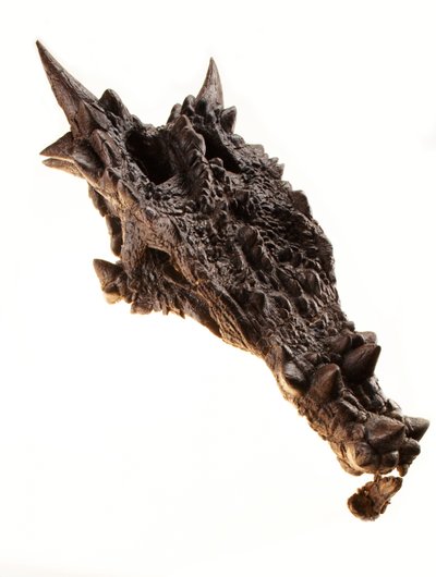 The skull of the Dracorex at The Children