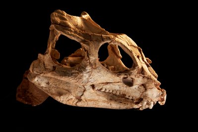 Yinlong Downsi skull at the IVPP in Beijing, China by Ira Block