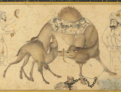 A Camel and Her Calf, Safavid Iran by Iranian School