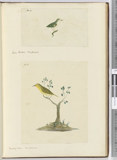 Small Fantail. New Zealand  Mocking Bird. New Zealand, 1772-75 by Isaac Smith