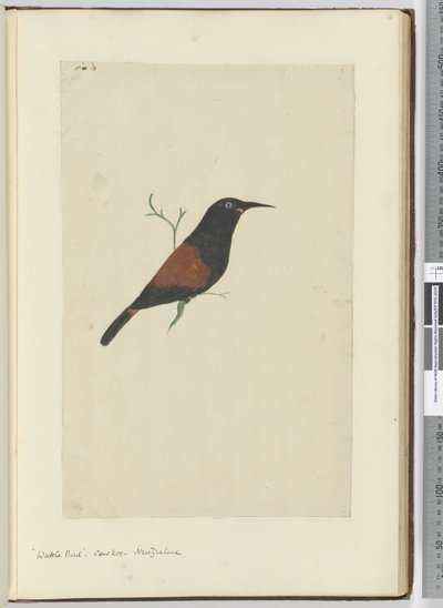 Wattle Bird. Cuckoo. New Zealand, 1772-75 by Isaac Smith