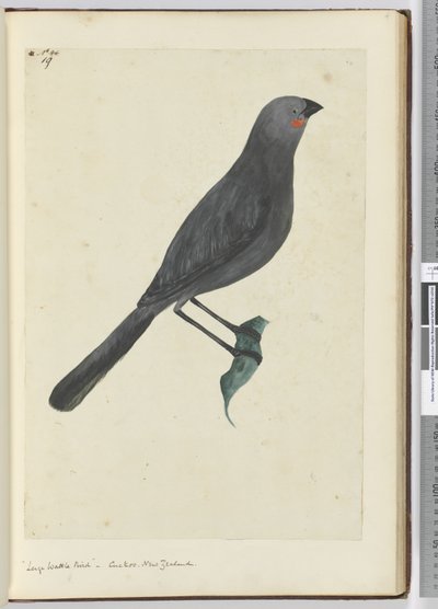 Large Wattle Bird, Cuckoo. New Zealand, 1772-75 by Isaac Smith