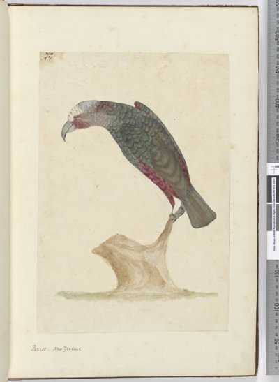 Parrot, New Zealand by Isaac Smith
