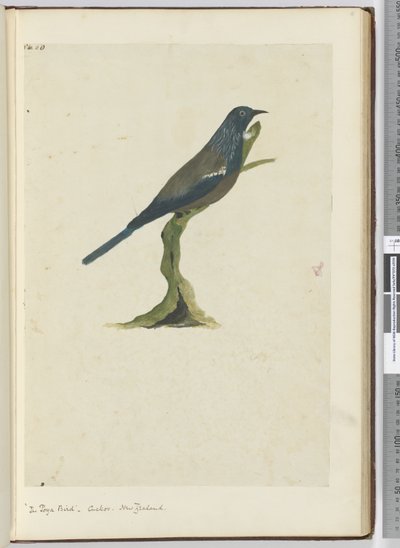 The Poya Bird, Cuckoo. New Zealand, 1772-75 by Isaac Smith