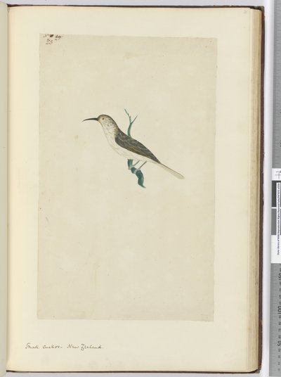 Small Cuckoo. New Zealand, 1772-75 by Isaac Smith