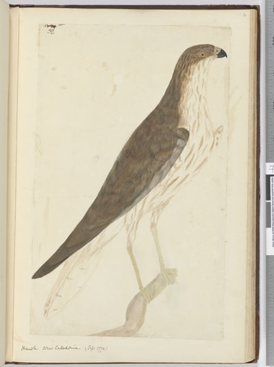 Hawk. New Caledonia. (Sept. 1774), 1772-75 by Isaac Smith