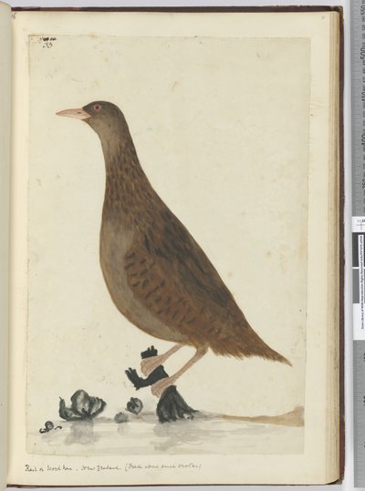 Rail or Wood Hen. New Zealand. (Feeds about small brooks), 1772-75 by Isaac Smith