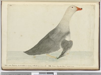 Duck Called Racehorse from Its Swiftness in Running on the Water but It Cannot Fly. Staten Island Tierra del Fuego. Weighed 29 lbs, 1772-75 by Isaac Smith
