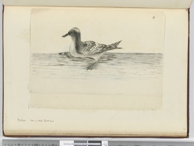 Pintado. Seen in High South Lat., 1772-75 by Isaac Smith