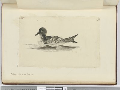 Pintado. Seen in High South Lat., 1772-75 by Isaac Smith