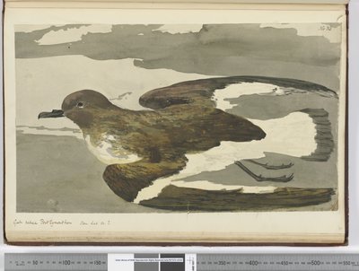 Gull Called Port Egmont Hen. Seen Lat. 50 S., 1772-75 by Isaac Smith