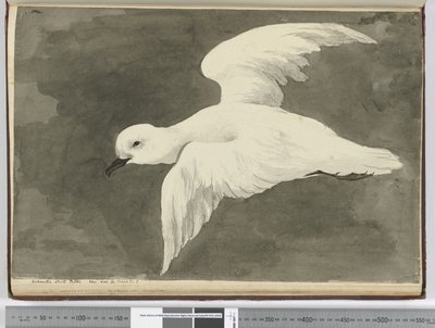 Antarctic White Petrel. Seen Lat. 60 to Lat. 71 S., 1772-75 by Isaac Smith