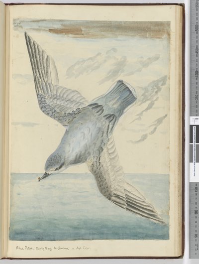 Blue Petrel. Dusky Bay New Zealand. In High S. Lat., 1772-75 by Isaac Smith