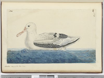 Albatross. Seen at Sea High S. Lat., 1772-75 by Isaac Smith