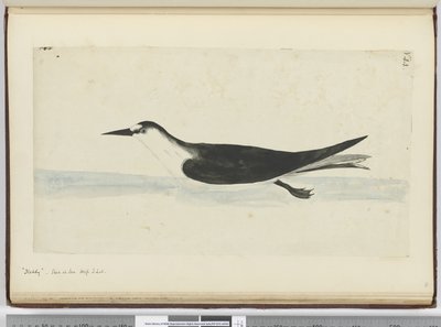 Noddy. Seen at Sea High S. Lat., 1772-75 by Isaac Smith