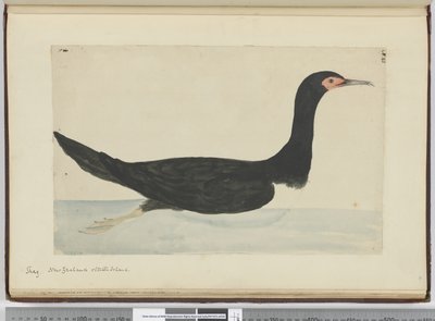 Shag. New Zealand & Staten Island, 1772-75 by Isaac Smith