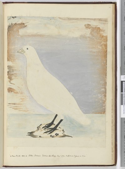 A new bird seen on Staten Island Tierra del Fuego Jan. 1774. Supposed to feed on shore, 1772-75 by Isaac Smith