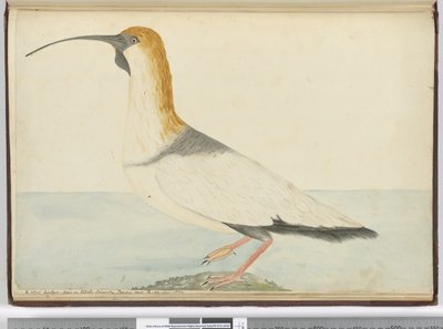 A new curlew. Seen on Staten Island Tierra del Fuego Jan. 1774, 1772-75 by Isaac Smith
