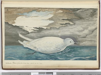 Antarctic petrel (smaller than No. 29) seen with the ice Jan. 1772, 1772-75 by Isaac Smith