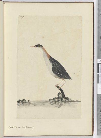 Small Plover. New Zealand, 1772-75 by Isaac Smith