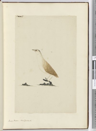 Small Plover. New Zealand, 1772-75 by Isaac Smith