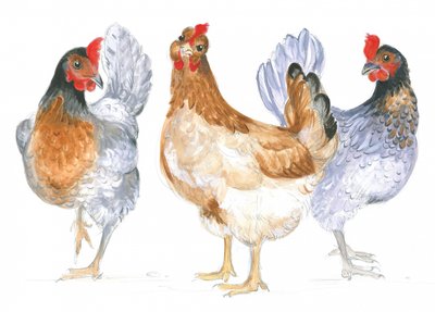 Cackling Hens by Isabelle Brent