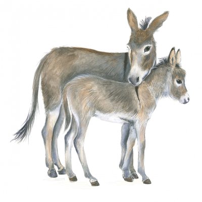 Donkey and Foal by Isabelle Brent