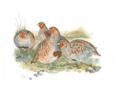 Gathering of Partridges by Isabelle Brent