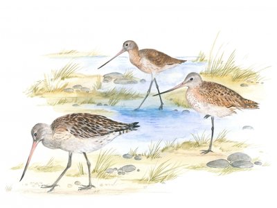 Godwit Birds by Isabelle Brent
