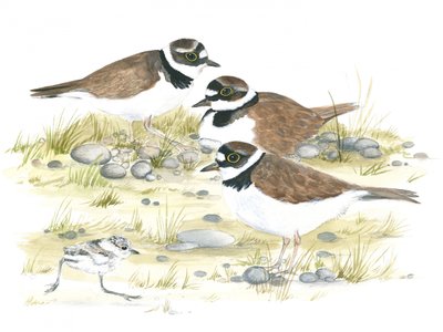 Plovers by Isabelle Brent