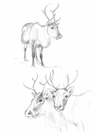 Reindeer Studies by Isabelle Brent