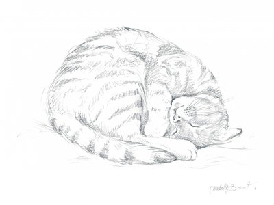 Sleeping Cat Drawing by Isabelle Brent