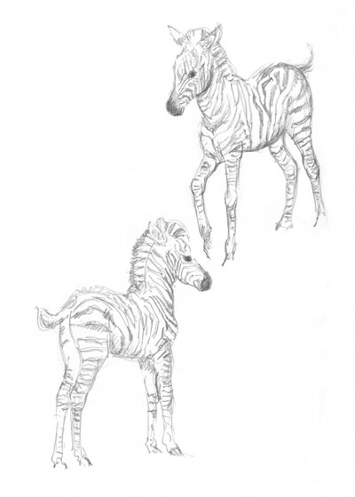 Zebra foals by Isabelle Brent