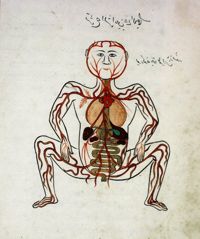Arabic medicine: blood circulation and digestive system by Islamic School