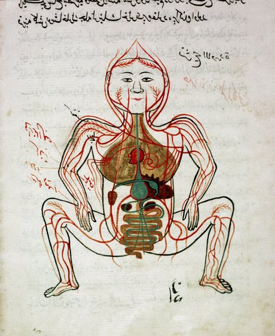 Arabic medicine: blood circulation and digestive system by Islamic School