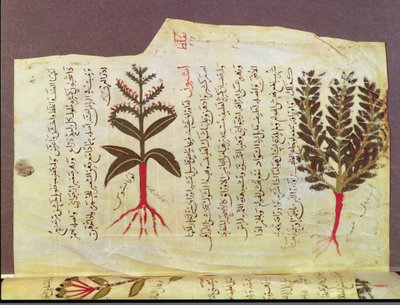 Plants from a treatise by Dioscorides, 13th century by Islamic School
