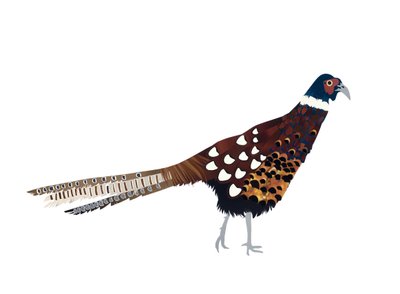 Pheasant, 2013 by Isobel Barber