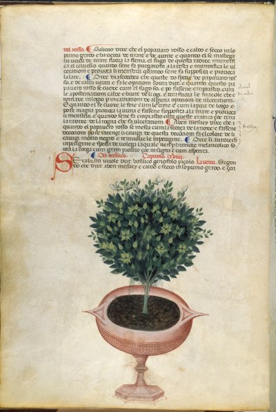 A basil plant in a pot, illustration from 