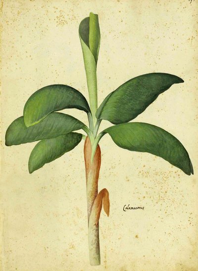 Acorus calamus by Ulisse Aldrovandi by Italian School