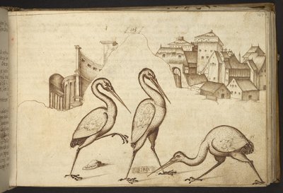 Ibises (